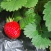 Fragaria ananassa